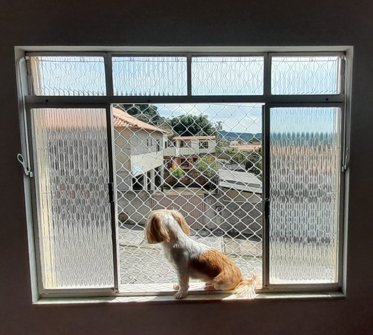 Gato observando pela rede de proteção para pets
